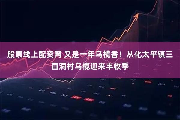 股票线上配资网 又是一年乌榄香！从化太平镇三百洞村乌榄迎来丰收季